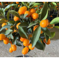 Premium grafted Nagami Kumquat variety