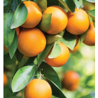 Sweet, Juicy & Seedless Early Season Orange Tree