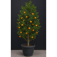 Emperor Mandarin Grafted