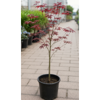 Elegant Red Foliage Tree – Seasonal Colour Changing Ornamental for Gardens & Pots