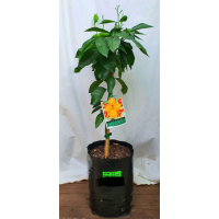 Blood Orange Grafted Tree – Citrus sinensis (‘Moro / Tarocco / Sanguinello’) | Sweet, Juicy & Vibrant Citrus for Home Gardens