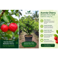 acerola cherry dwarf, barbadors cherry dwarf