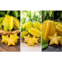 Grafted, sweet premium fruit