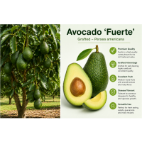 Premium Grafted Cold-Tolerant Avocado – Creamy, Nutritious & High Yielding Variety