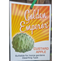 Compact Dwarf Grafted Custard Apple Variety
