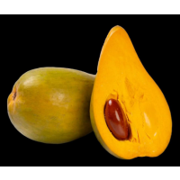 Premium Tropical Fruit Tree (Advanced Selection)