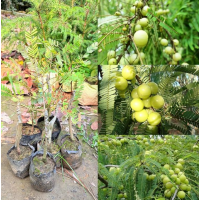 High vitamin C superfood fruit