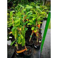 Passionfruit – Sweetheart – Passiflora edulis