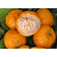 Grafted dwarf citrus fruit tree