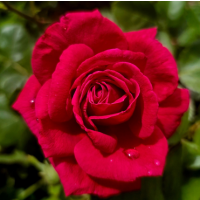 Deep Velvety Red Hybrid Tea Rose with Strong Fragrance & Classic Form