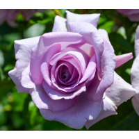 Lavender-Mauve Hybrid Tea Rose with Strong Fragrance & Elegant Large Blooms
