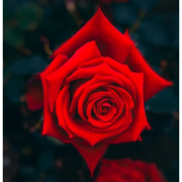 Deep Velvet Red Hybrid Tea Rose with Strong Fragrance & Elegant Large Blooms