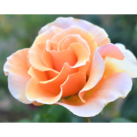 Award-Winning Apricot Hybrid Tea Rose with Strong Fragrance & Large Blooms