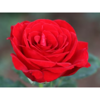 Deep Velvet Crimson Hybrid Tea Rose with Large High-Centred Blooms