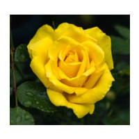 Elegant Creamy Yellow Hybrid Tea Rose with Soft Fragrance & Strong Growth