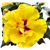 Excellent choice for adding vibrant colour to gardens and patios