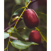 Produces delicious, crisp, sweet jujube fruits