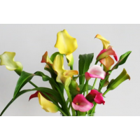 Beautiful flowering ornamental plant