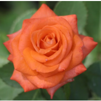 Classic Hybrid Tea Rose