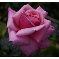 Large, elegant, high-centred blooms