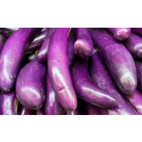 Attractive purple eggplant variety