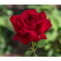 Rich, deep red flower colour