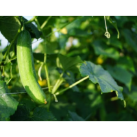 Fresh Rafael Cucumber Plant for Sydney Home Vegetable Gardens