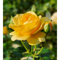 Excellent choice for adding warm colour to the garden