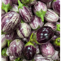 Eggplant Plant in Sydney – High-Yielding Purple, Thai Green & White Varieties