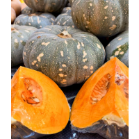 Healthy young pumpkin seedlings