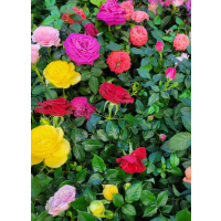 Beautiful assorted rose varieties