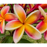Beautiful assorted Frangipani varieties