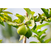 Amman Guava | Premium Guava Variety | Sweet Aromatic Fruit | Excellent Eating Quality | Tropical Fruit Tree | Fragrant Fruit | Home Orchard Favourite