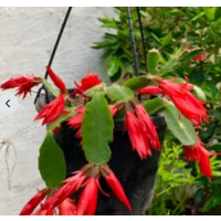 Zygo Cactus | Schlumbergera | Assorted Flower Colours | Beautiful Seasonal Blooms | Easy Care | Long Lasting Flower Display